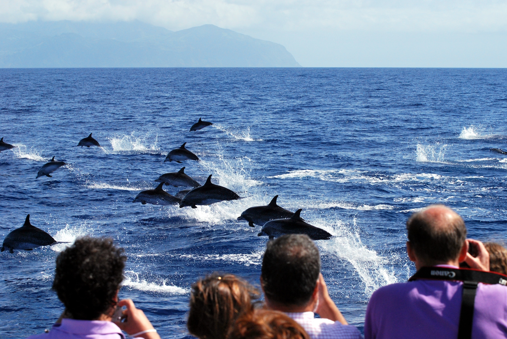 Dolphin Spotting Boat Trips in Tenerife