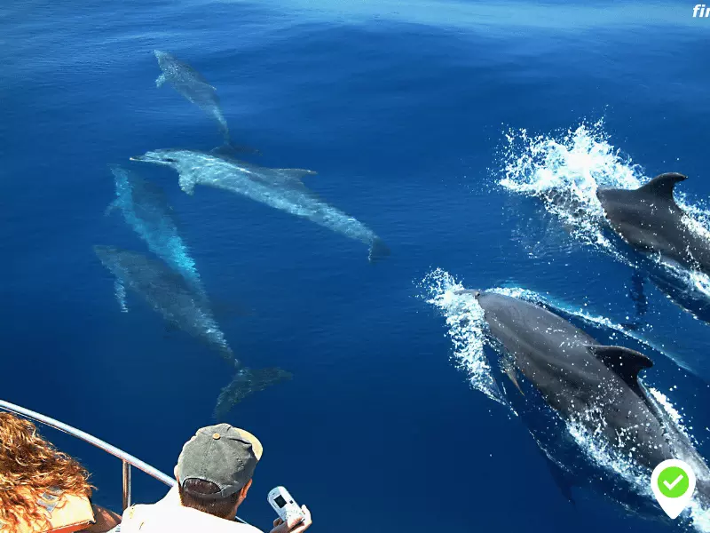 Royal Delfin Tenerife Whale Watching Tour