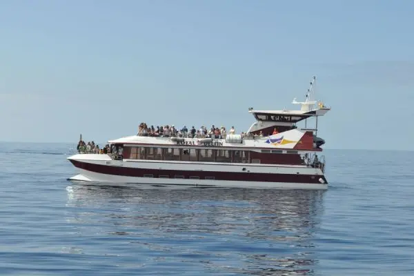 Whale Watching Tenerife - 4.5 hrs Tenerife Dolphin spotting
