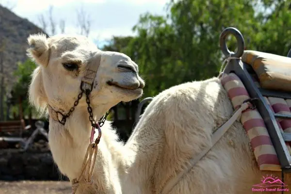 Things to do in Gran Canaria - Maspalomas Camel Ride Safari Gran Canaria 