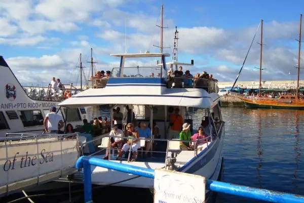 Things to do in Gran Canaria - Spirit Of The Sea Dolphin Watching Gran Canaria