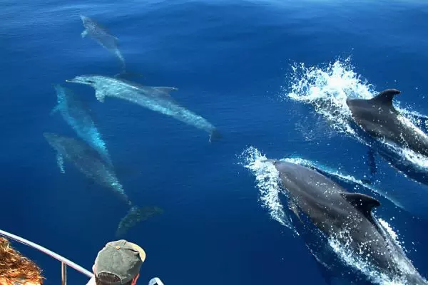 Dolphin Watching in Fuerteventura