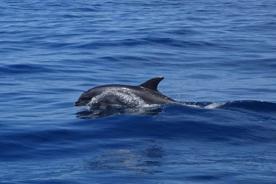 afternoon-dolphin-spotting-gran-canaria_2_l