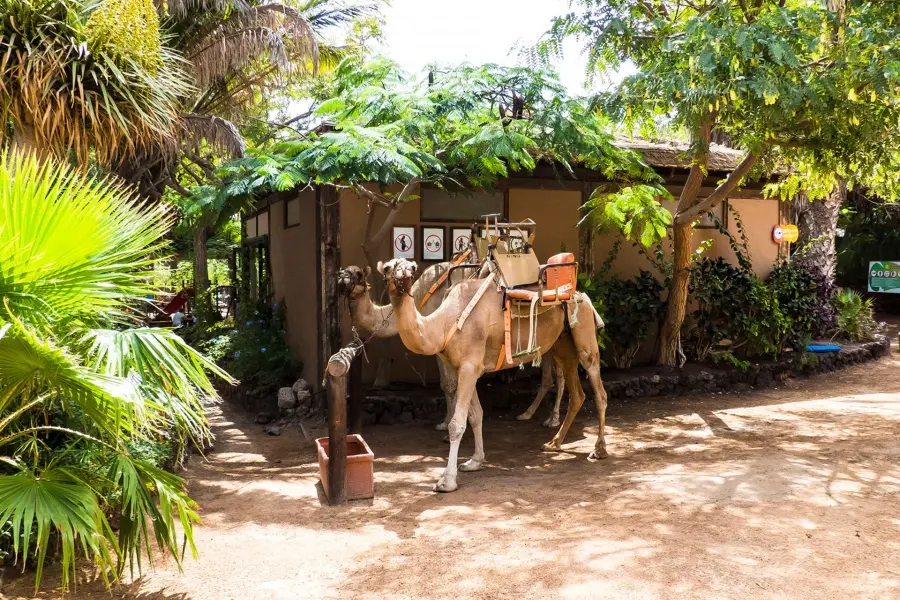 oasis-fuerteventura-with-camel-safari_3_l