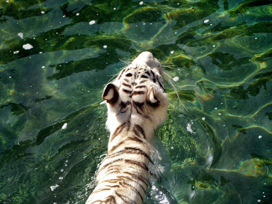 Lanzarote Zoo White Tiger Lanzarote Zoo White Tiger