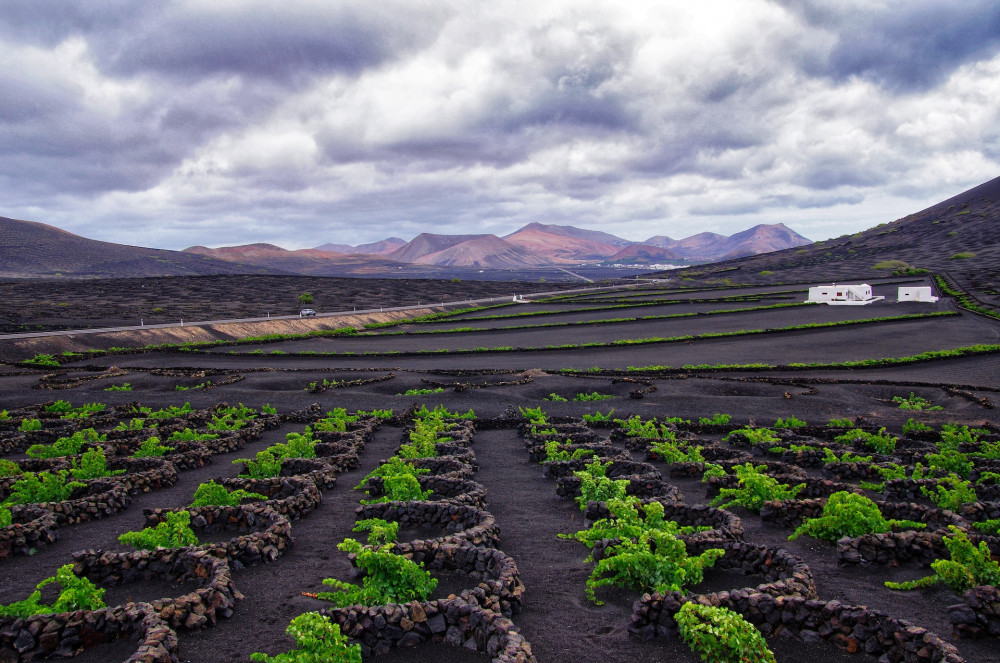 Things to do in Lanzarote for Seniors.  Explore the La Geria Wine Region