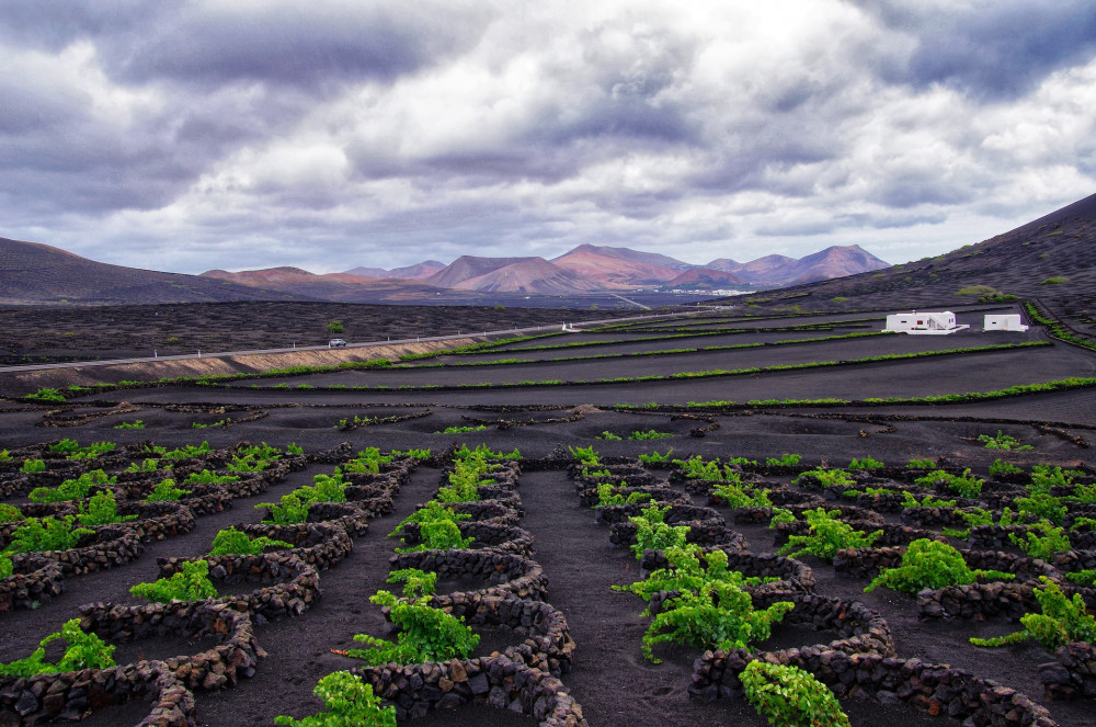 Things to do in Lanzarote for Seniors. Explore the La Geria Wine Region