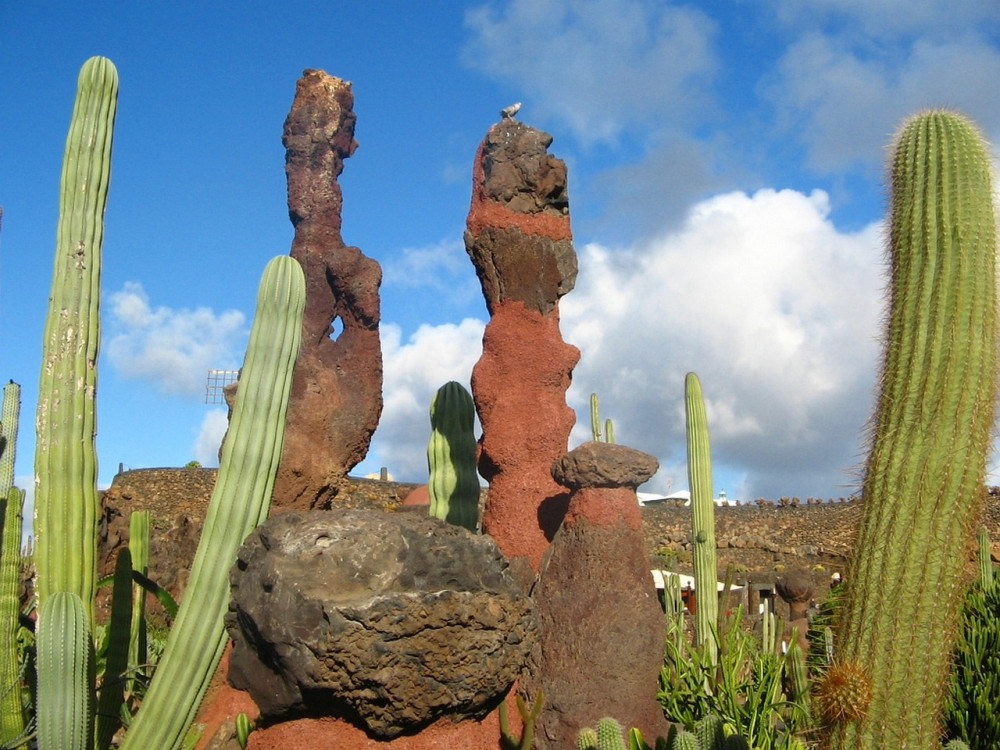 Things to do in Lanzarote for Seniors. The Cactus Gardens