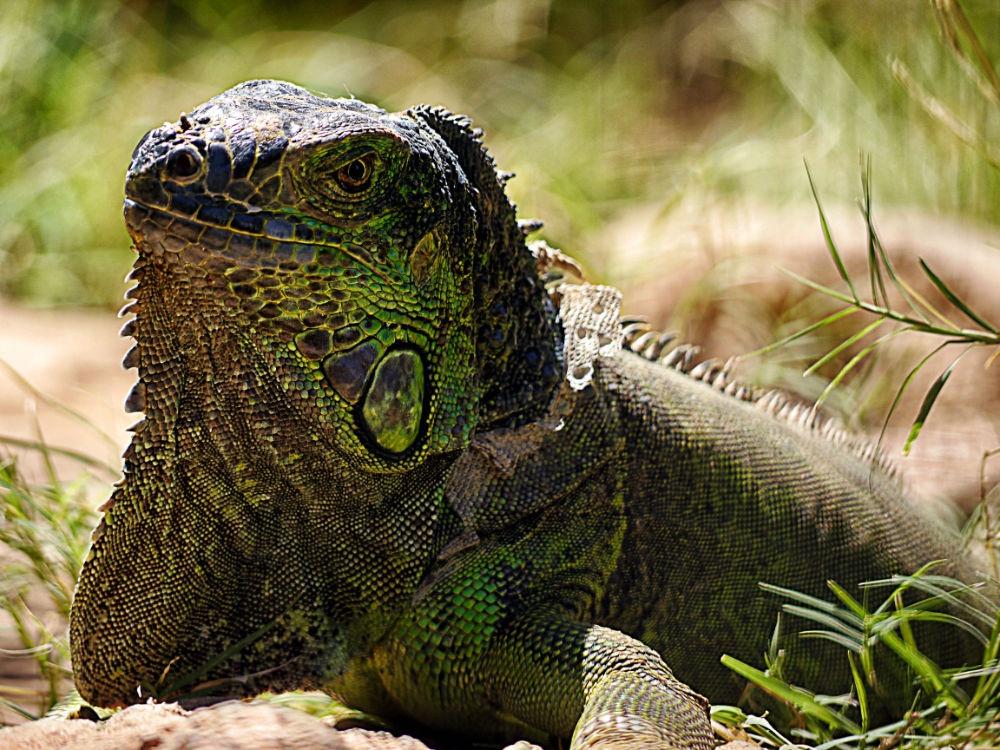 Things to do in Lanzarote - Rancho Texas Park Things to do in Lanzarote - Rancho Texas Park