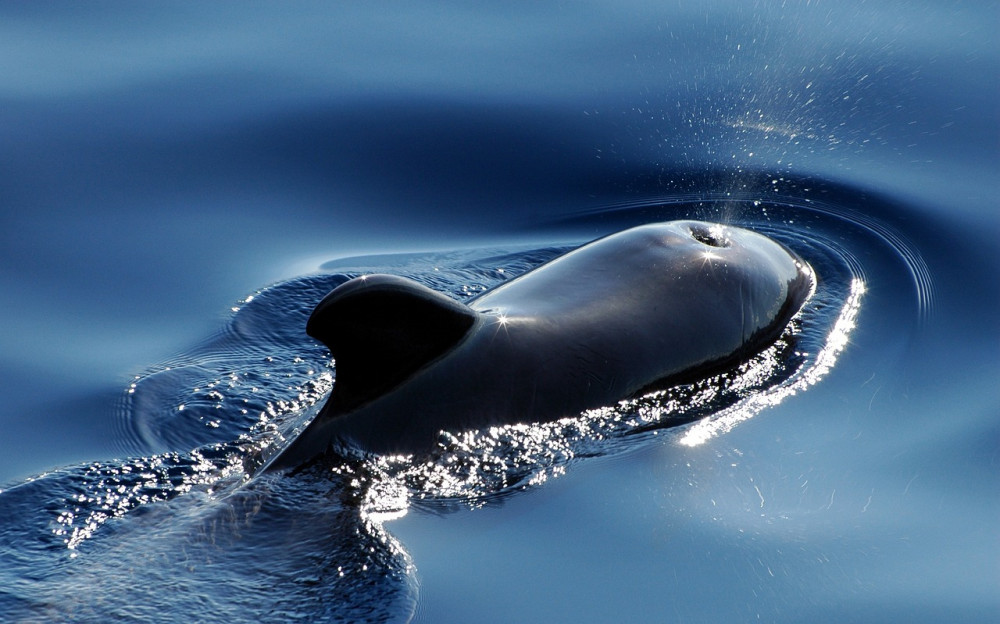 Whale and Dolphin Watching Family Activities in Tenerife