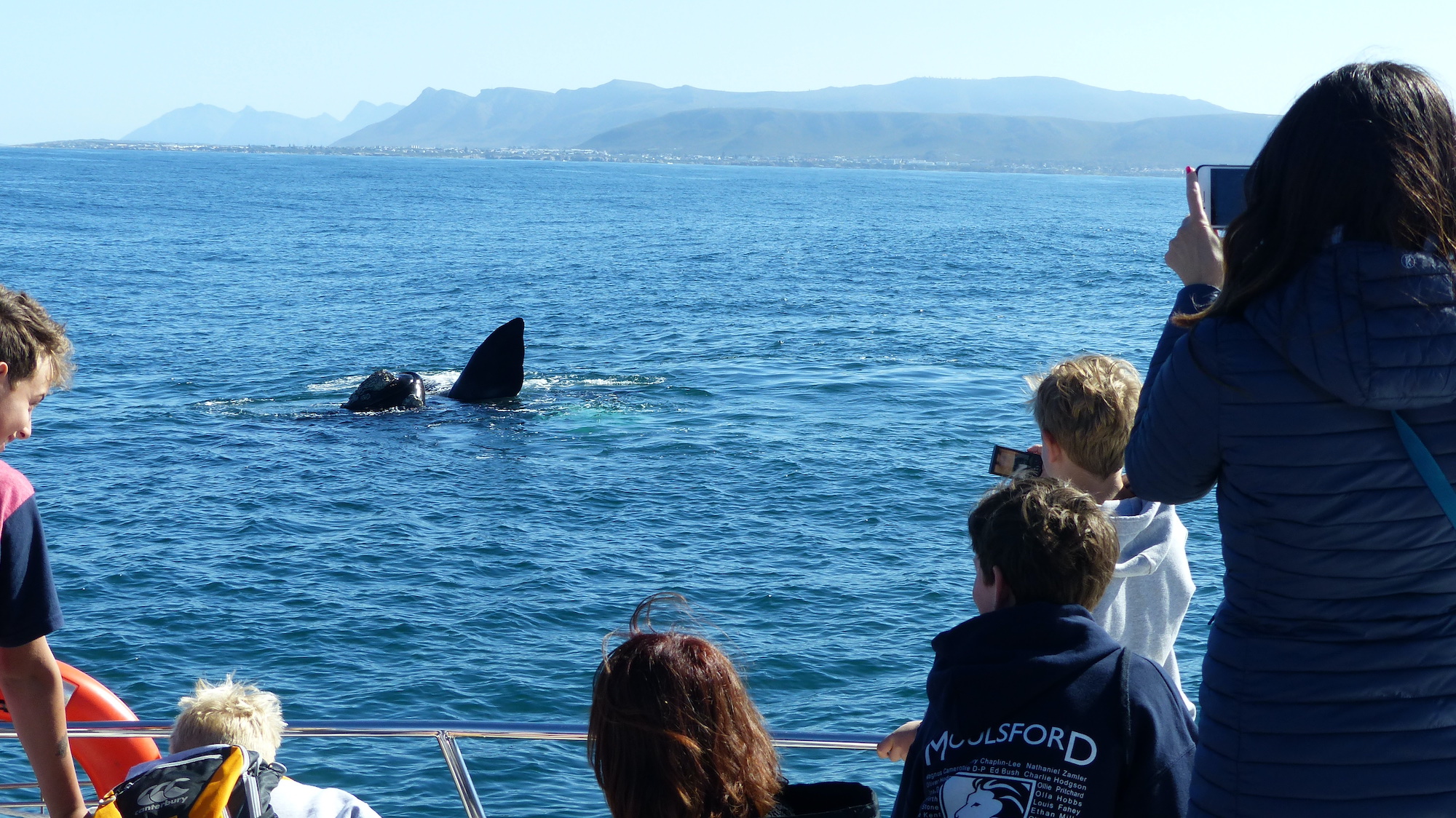 Whale Watching Boat Trips in Tenerife