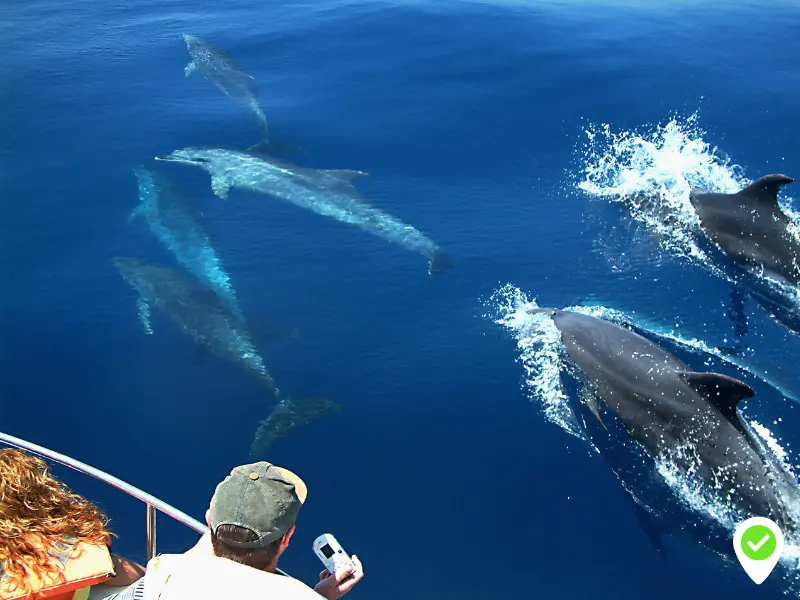 Sailing and Dolphin Spotting in Tenerife