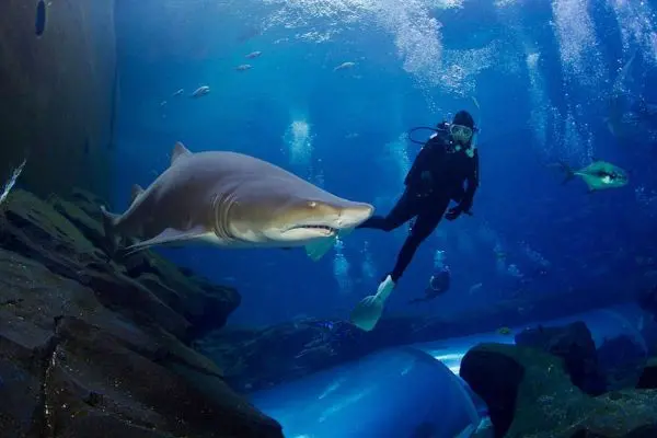 Acuario de Lanzarote nado con tiburones