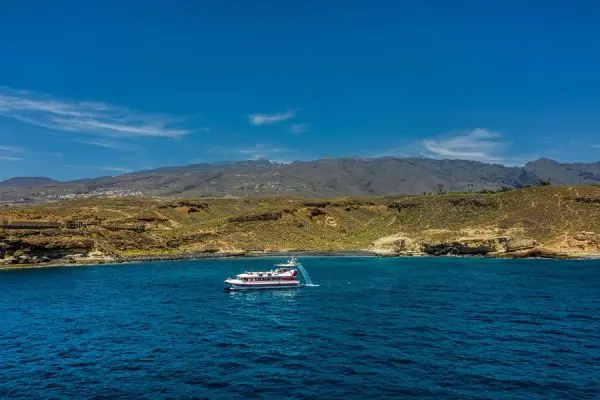  3 horas de ballenas y diversión en Tenerife