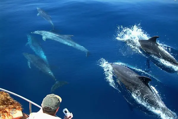 Tarde de delfines en Gran Canaria
