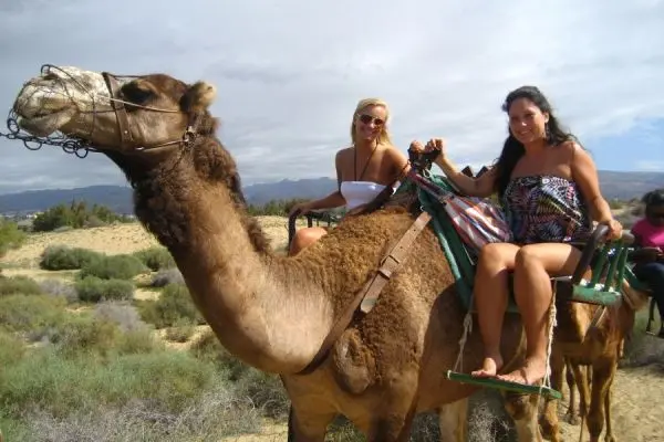 Camel Park Tenerife Excursión 20 minutos