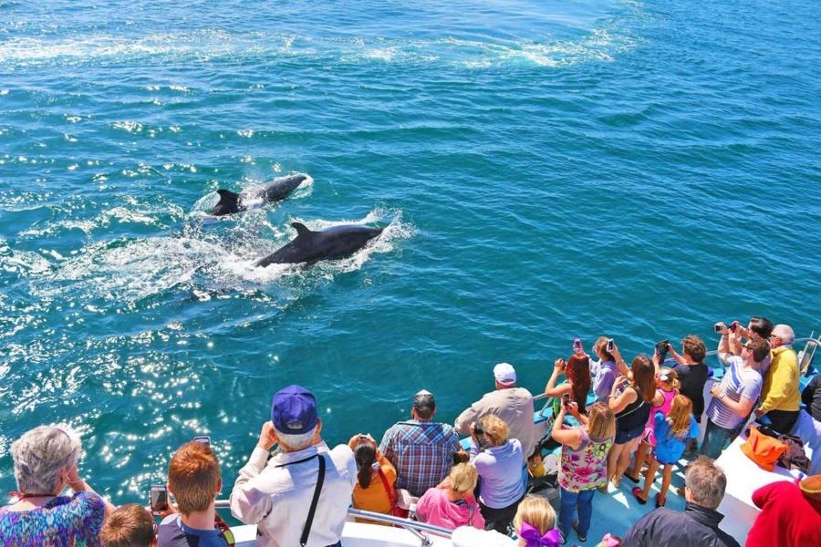 Whale and Dolphin Watching trips in Gran Canaria