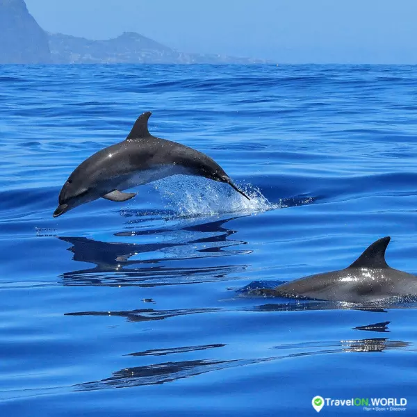 Observation de dauphins à Gran Canaria