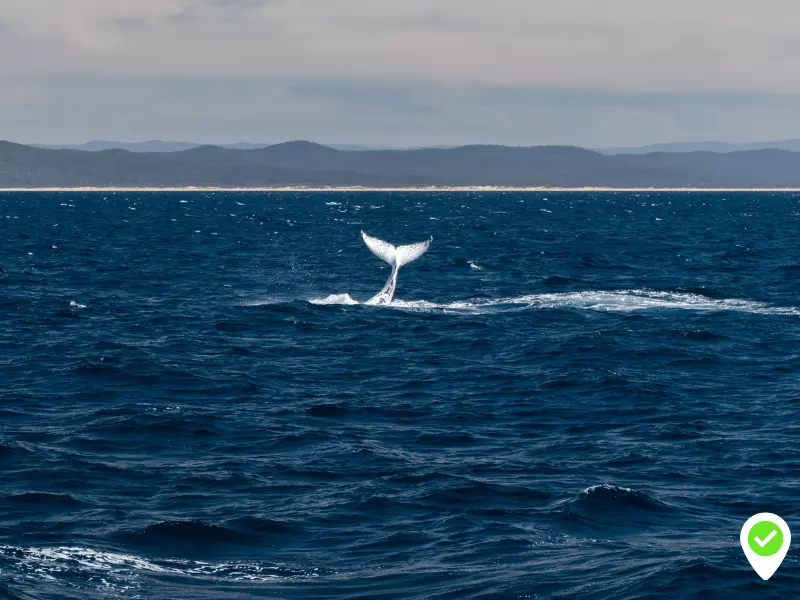 3 heures d'observation des baleines à Tenerife et amusant