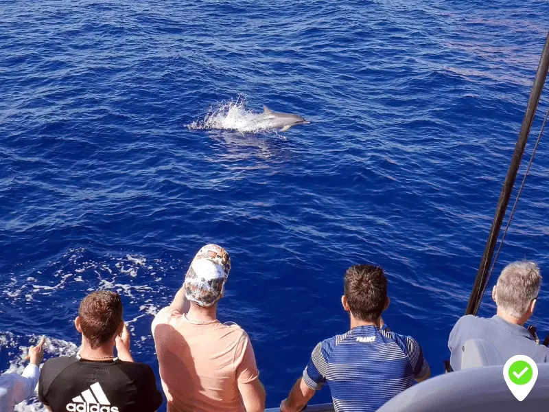 2 heures d'observation des baleines à Tenerife