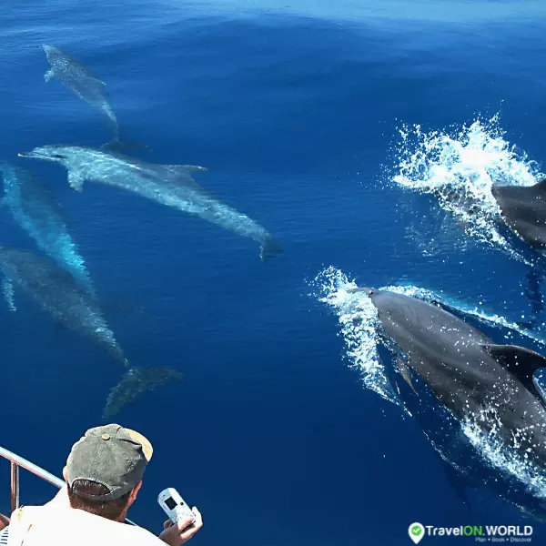 Observation des baleines en Méditerranée