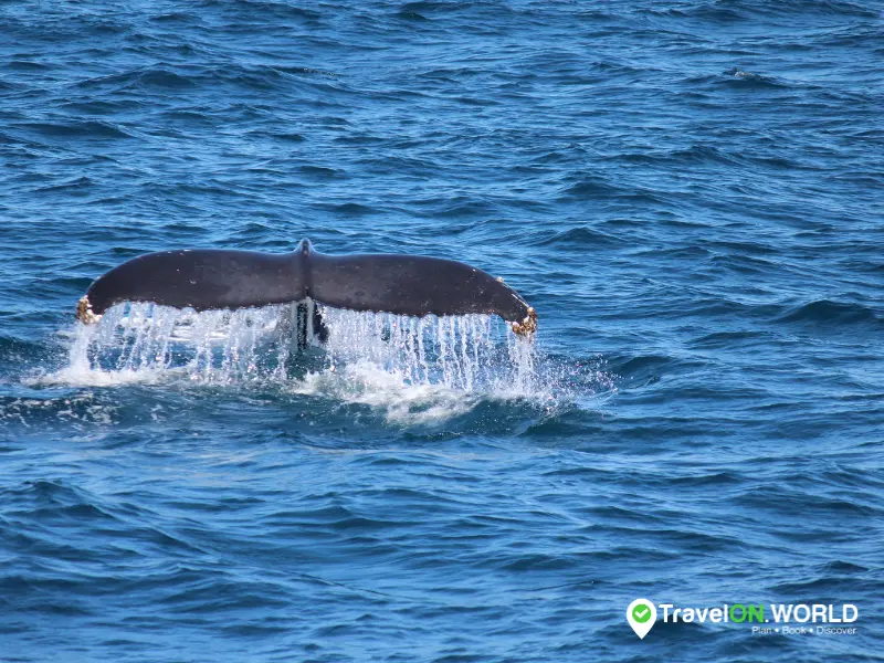 Allez observer les baleines à Tenerife