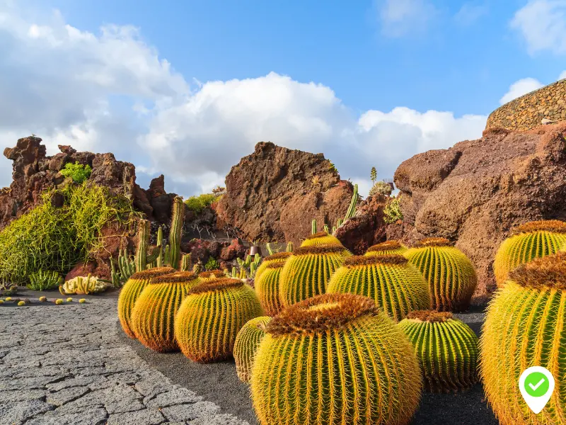 >Les jardins de cactus de Lanzarote