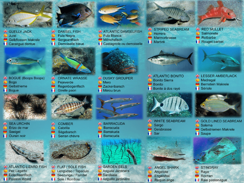 What to expect on the Submarine Safaris in Lanzarote and Submarine Tenerife
