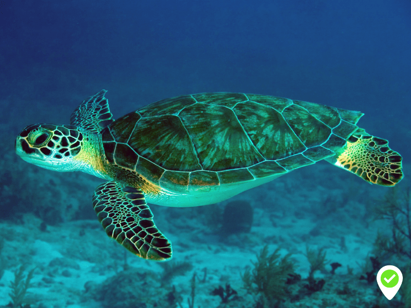 Tips for you to enjoy your Submarine Safari Experience