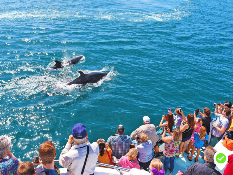 Gran Canaria Dolphin Spotting