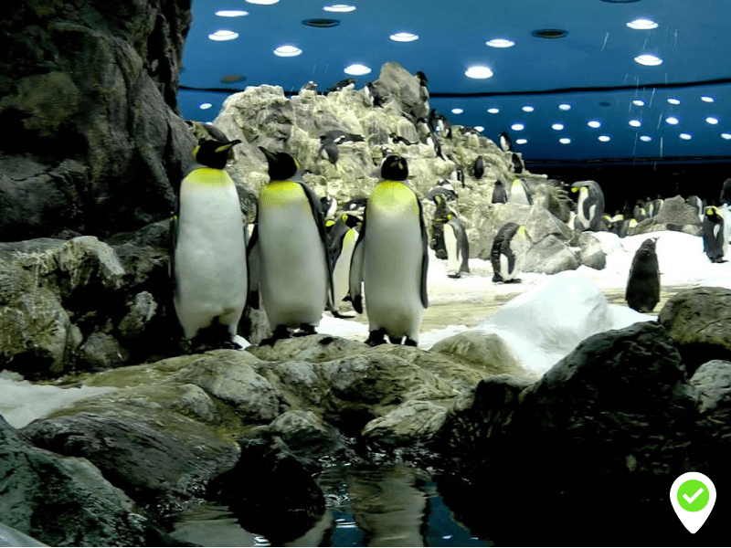 Visit Planet Penguin