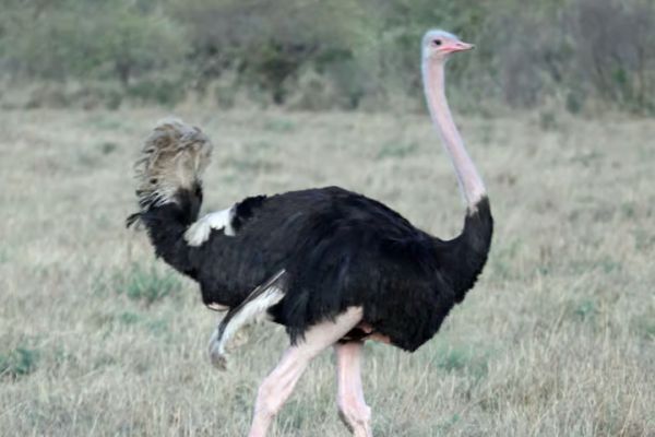 Meet the Animals of Aruba Tour
