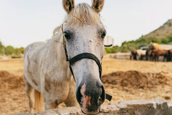 Mallorca: Horseback Riding Experience with Food Options