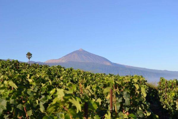Tenerife Wine Tour