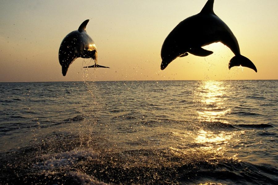 fuerteventura-sunset-cruise-dolphins