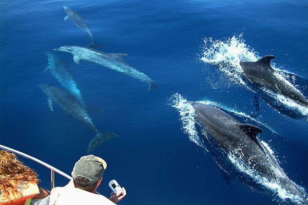 Whale Watching Cruise Lanzarote