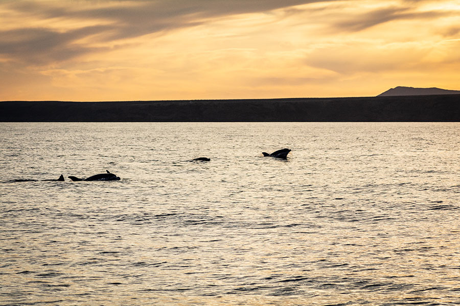 dolphin sunset tour lanzarote