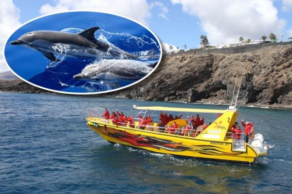 Dolphin Watching Lanzarote at Sunset