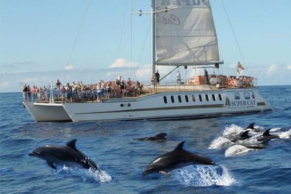 Dolphin Watching Cruise and Visit to Mogán Market