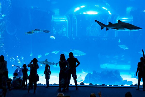 Poema Del Mar Aquarium Gran Canaria (Ticket Only)