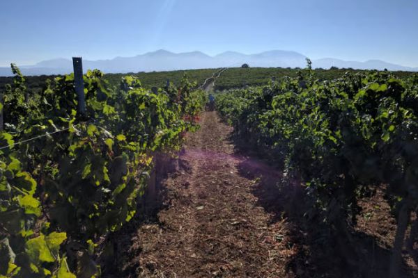 Crete: Olive, Wine, & Raki on a Flavorful Culinary Journey