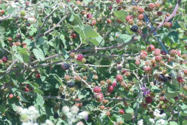 Crete: Quad Safari with Monastery, Malia Palace and Lunch