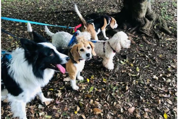 Skiathos: Dog Shelter Visit, Hike & Cooking Class with Lunch