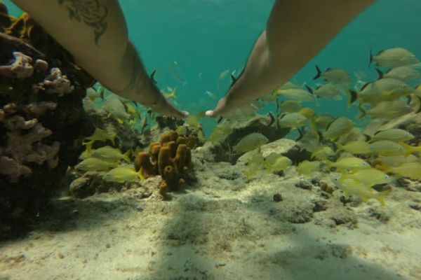 Aruba: Snorkel Cruise with Open Bar and Light Lunch
