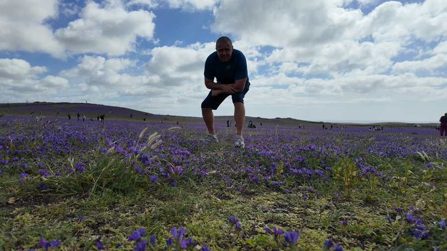 Lanzarote Turns Green After Record Rainfall and Goes Viral as Visitors Flock to Wildflower Hotspots