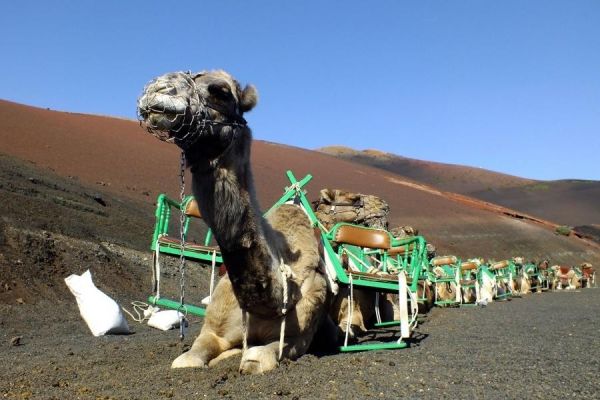 Lanzarote Camel Rides Under Scrutiny: Inside Timanfaya Experience & Welfare Debate