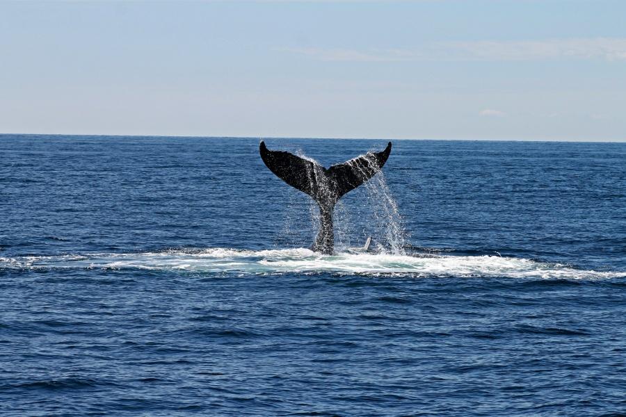 best-whale-and-dolphin-watching-tenerife-spots