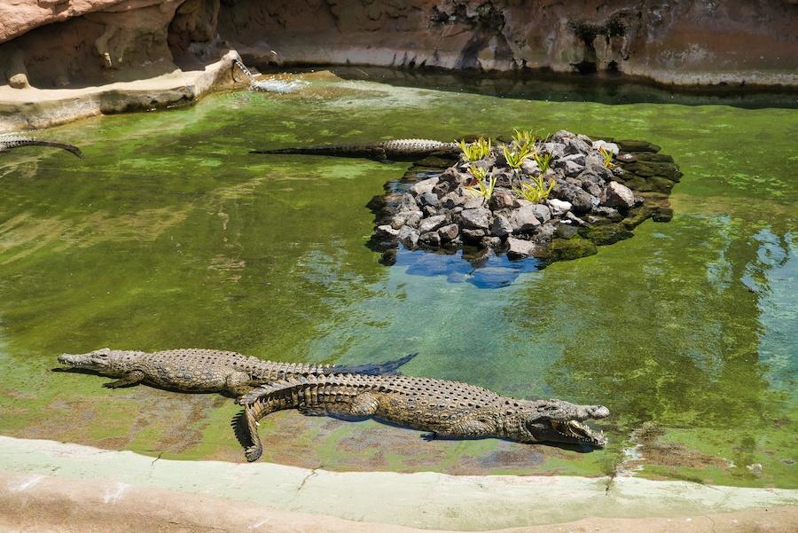 What can you expect from the only Zoo in Lanzarote