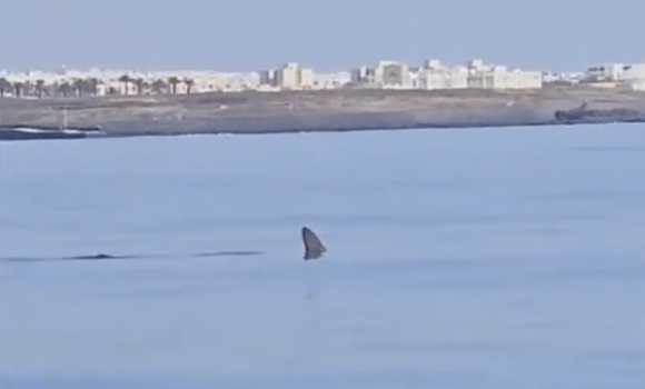 Hammerhead shark spotted in the waters of Arrecife