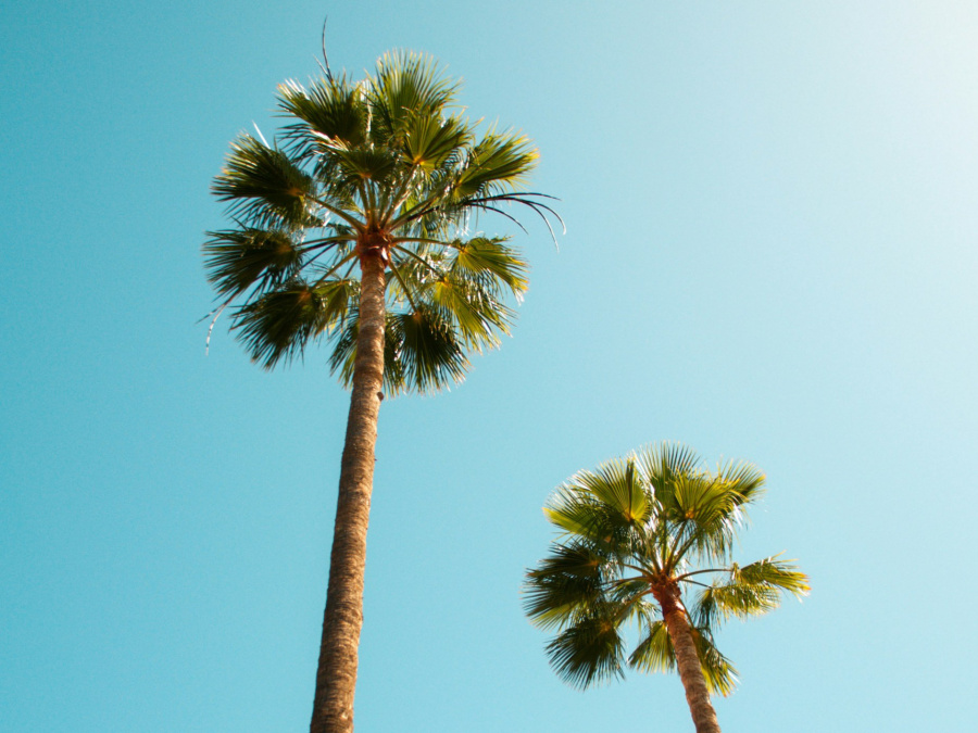 The Canaries just experienced the warmest January in 63 years 